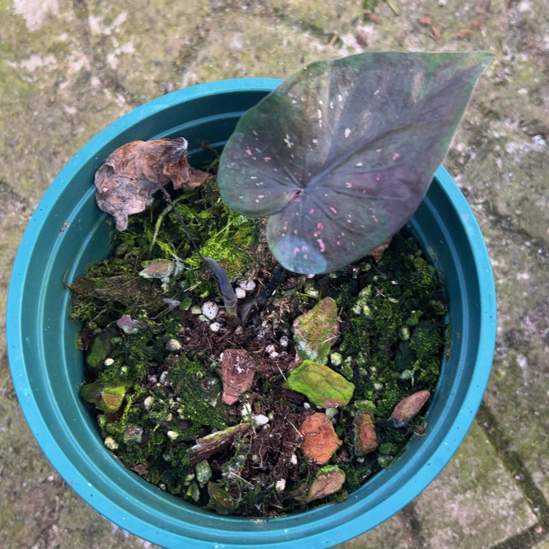 七***一完全开放9448泰彩