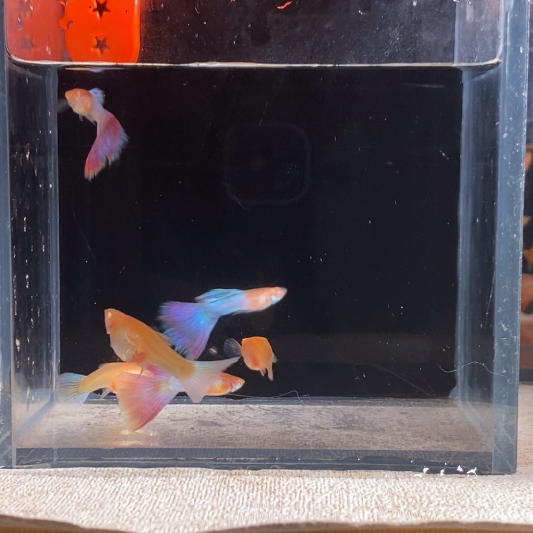 孔雀鱼幻彩天使彩虹三对