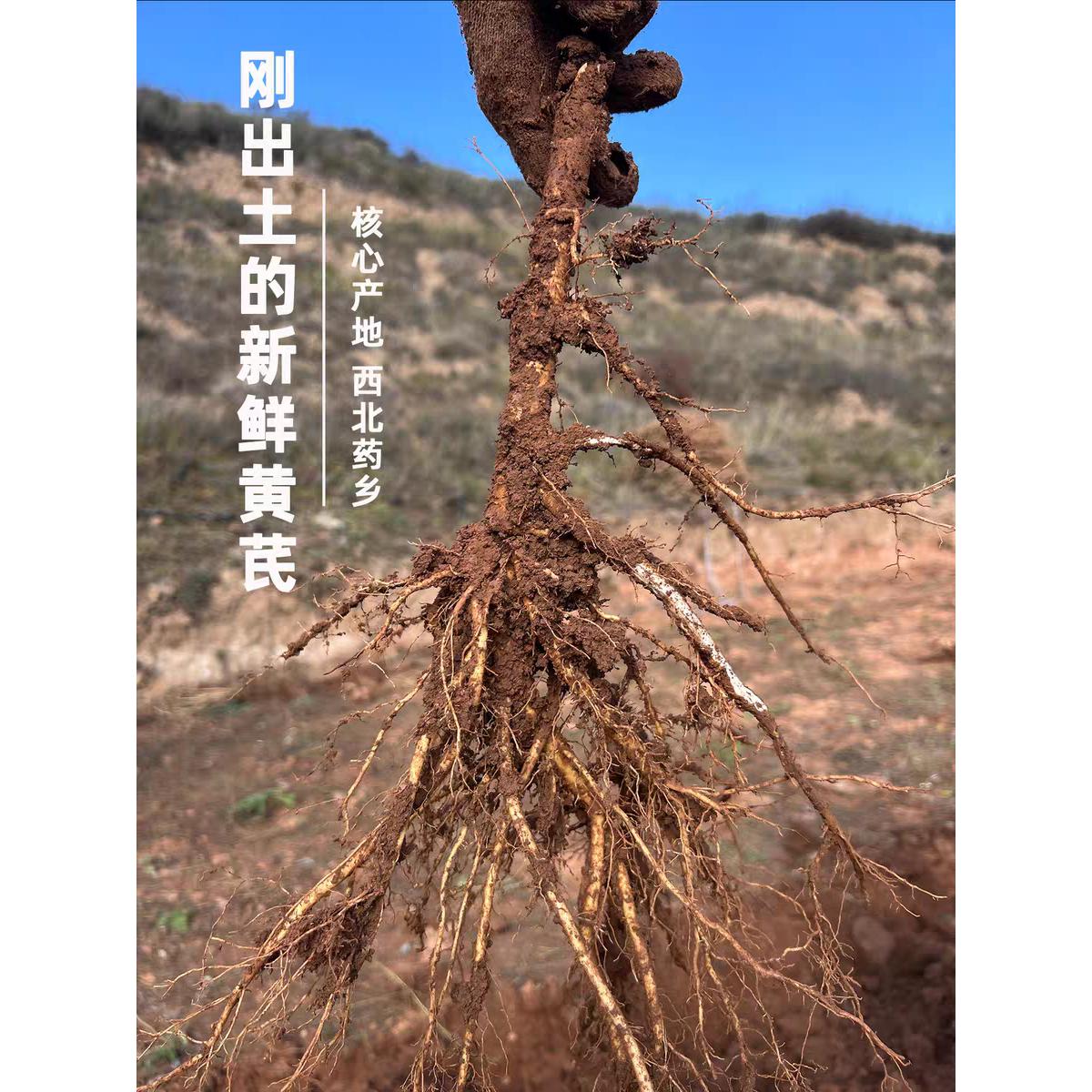 甘肃岷县新鲜现挖黄芪整条装当季鲜货黄芪煲汤煮茶