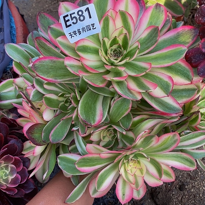 多肉荔枝581多肉