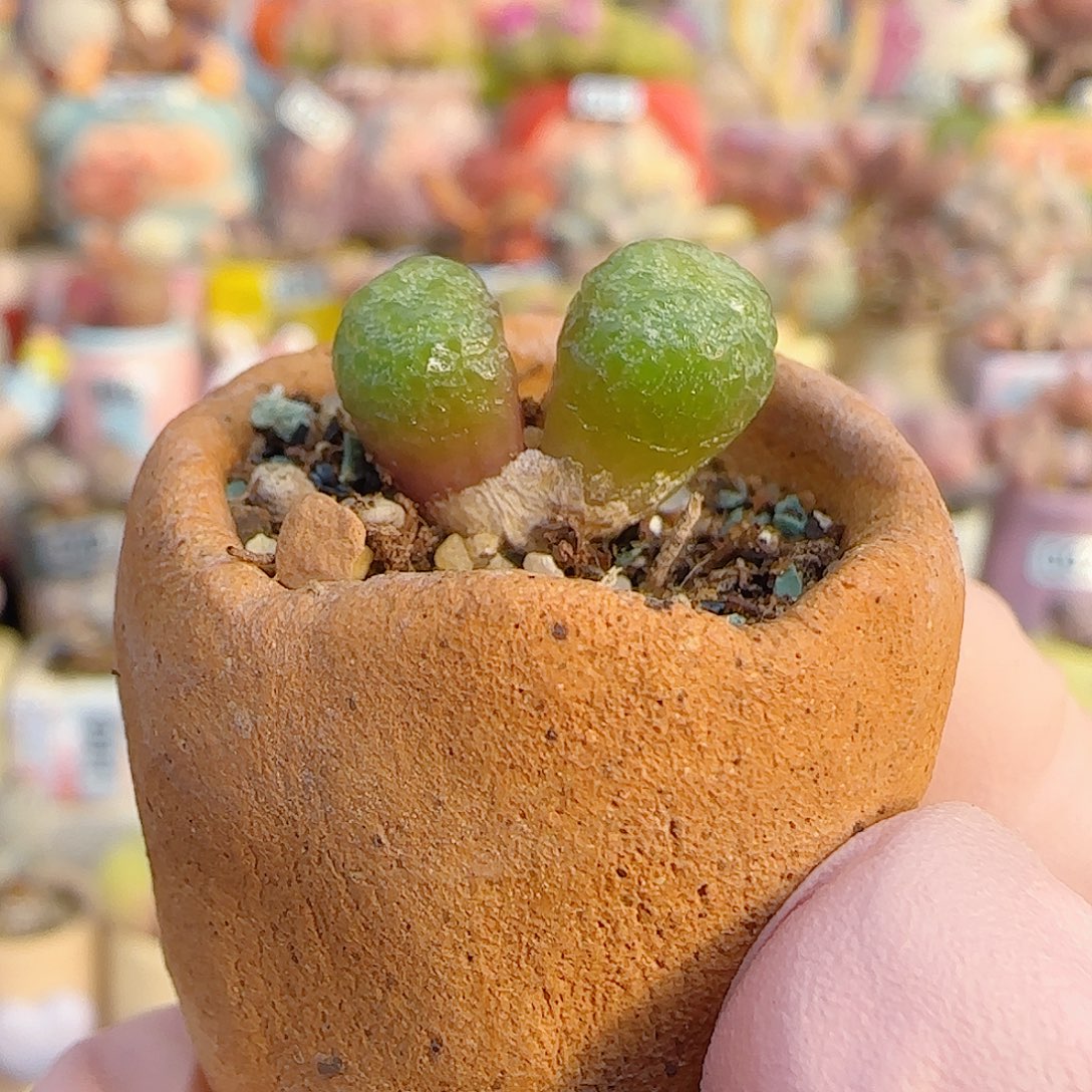 L 草莓斑马   带盆
