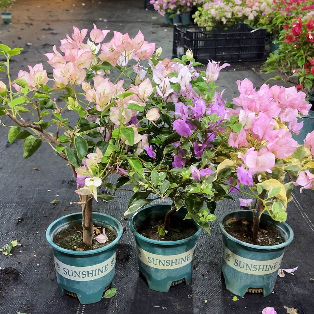 大部分花苞少量开放五宝，雪紫，中国丽人组合