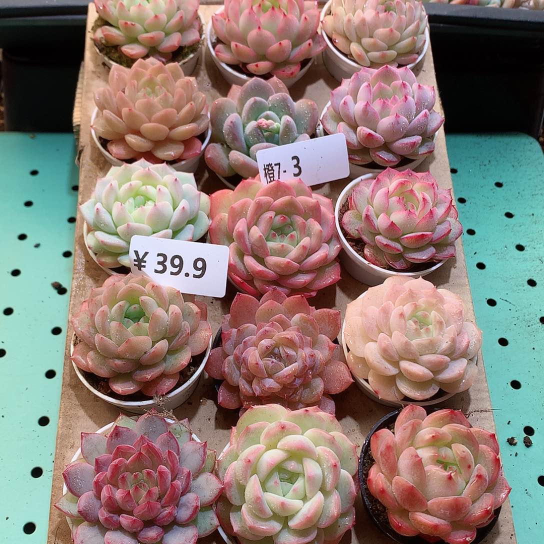 7-3一物一拍带盆18颗