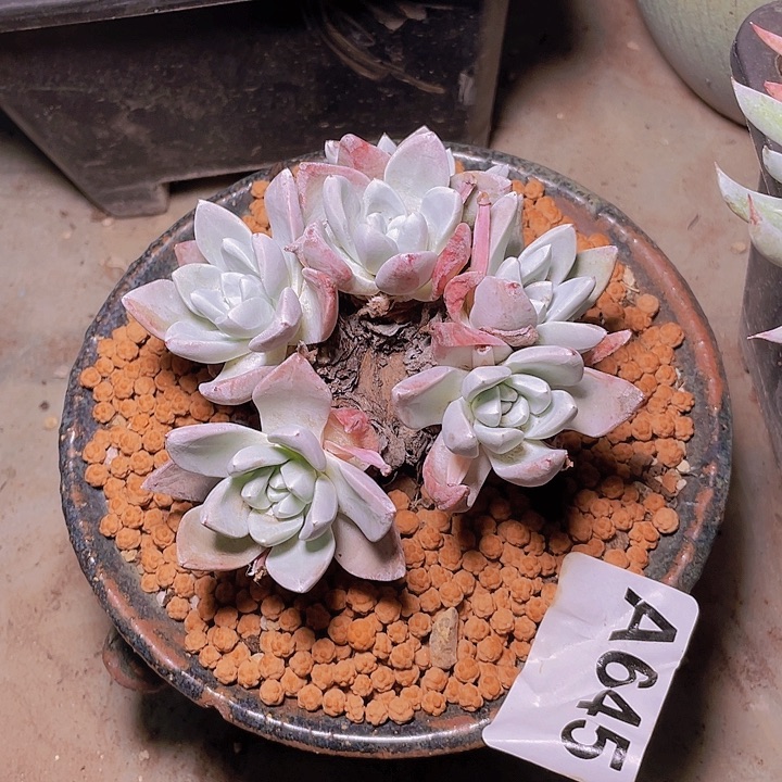 小鹿多肉一物一拍645