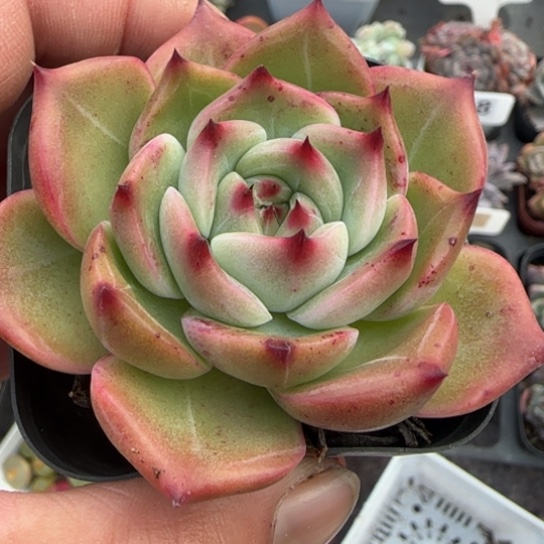 73白龙肉植物多肉