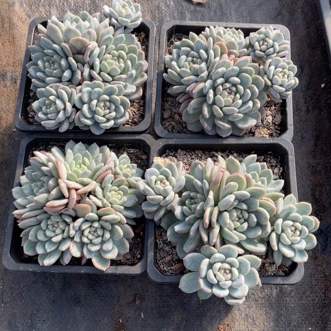 一物一拍 百达翡翠