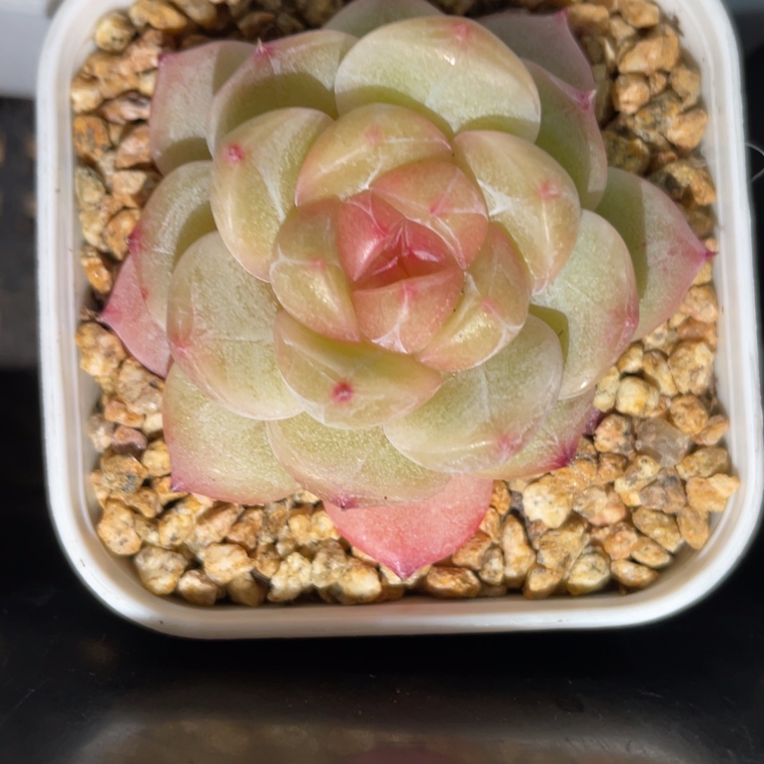 Z1308优选珍妮麦秆