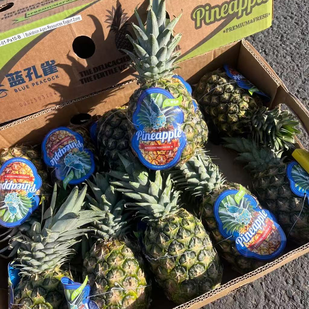 蓝孔雀凤梨单果1.7斤左右；进口凤梨菠萝同城送新鲜蓝孔雀北京市
