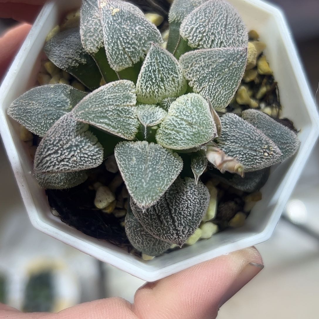 天鹅绒磨面寿十二卷多肉