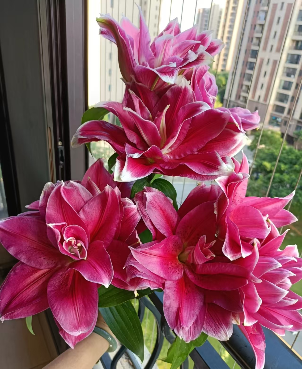 曼诺斯卡    红色重瓣百合