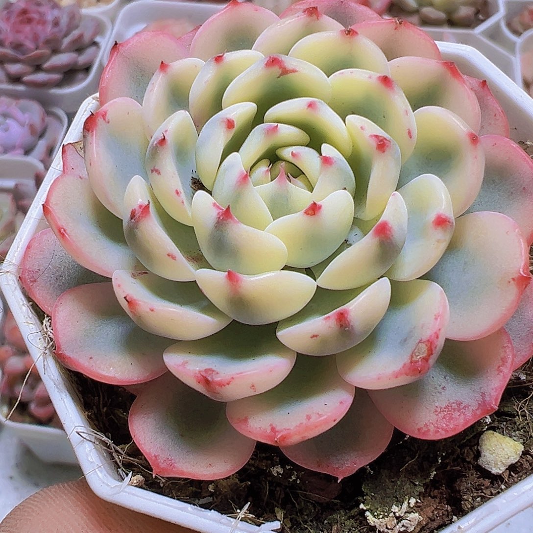 精品姬莲锦19包邮多肉