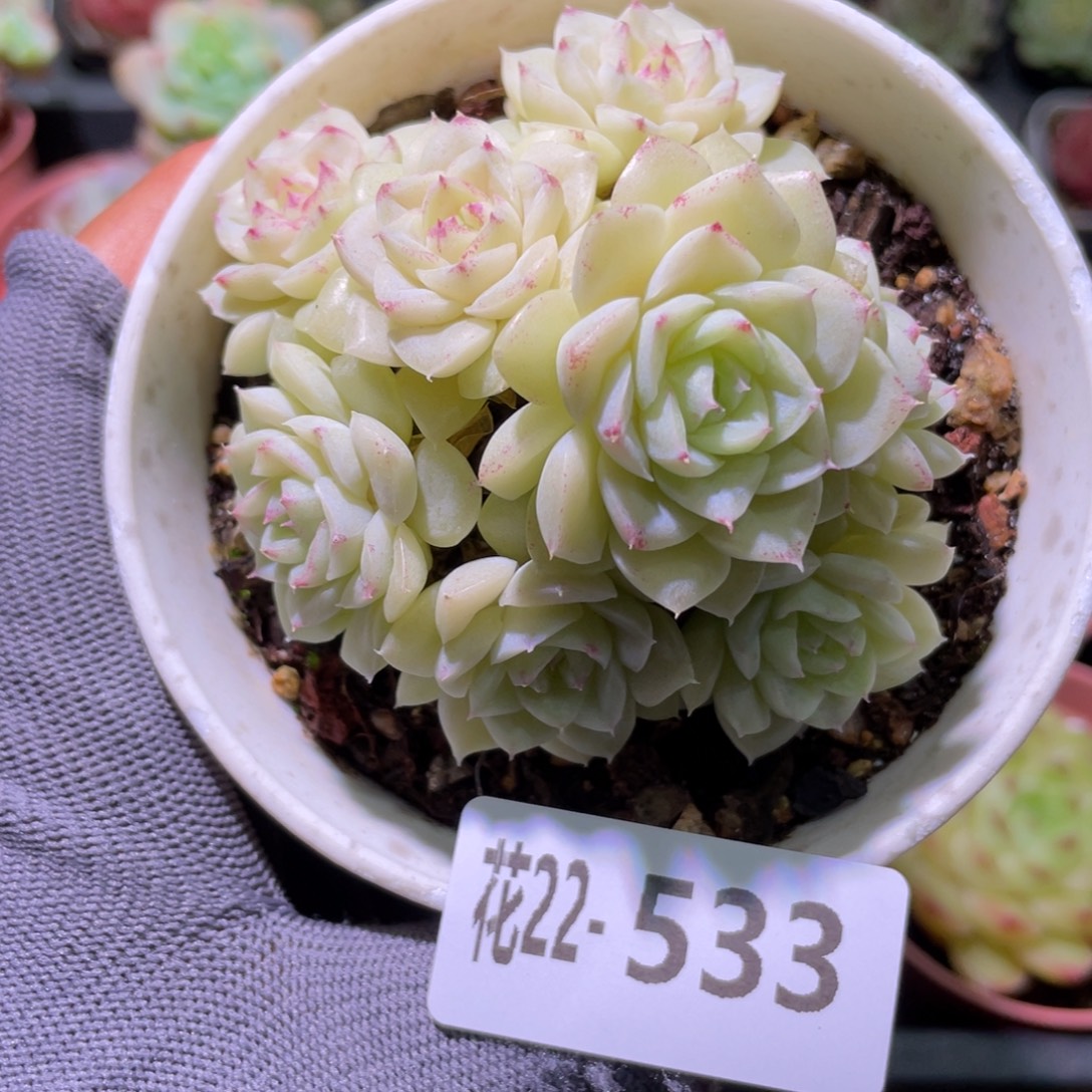 花利美22-533白天鹅