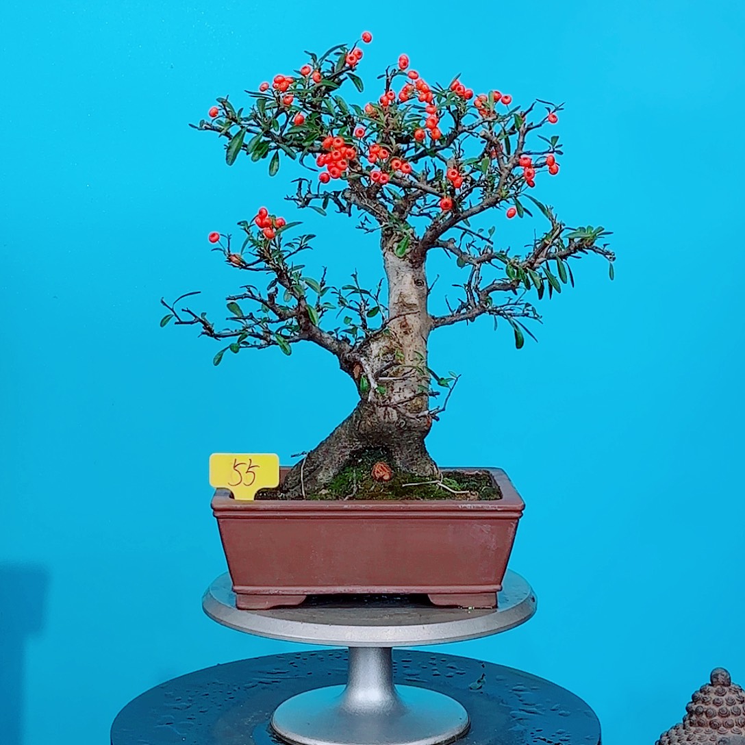 无花朵火棘吉祥果大盆栽