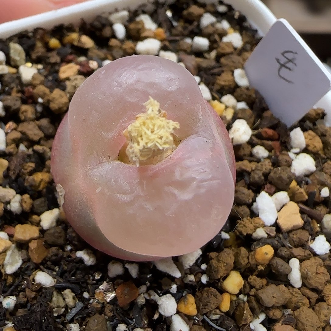 11.22。   毛。  2017