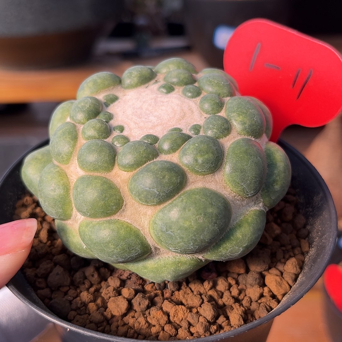 汤圆植物1-11无刺象牙