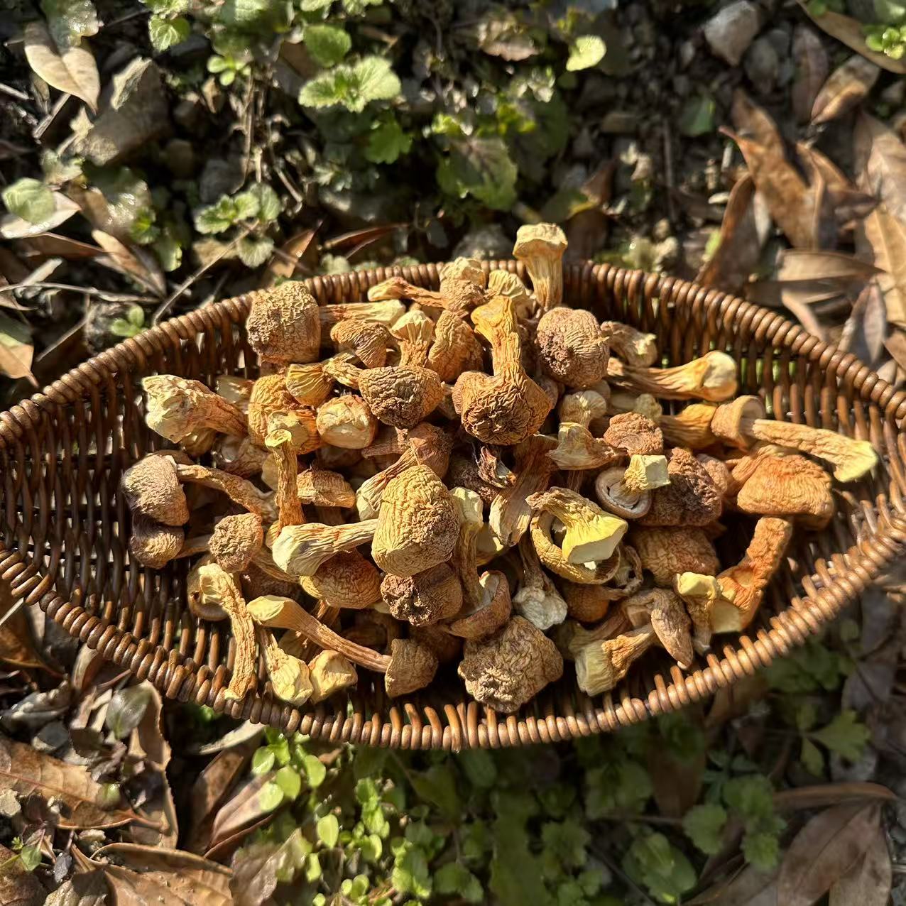 【犟拐拐助农】城口大巴山松茸菇自然晒干新品