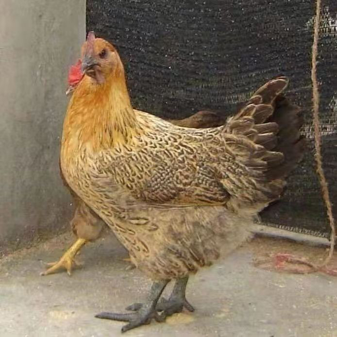 【正版麻羽 礼盒发货】买30送20