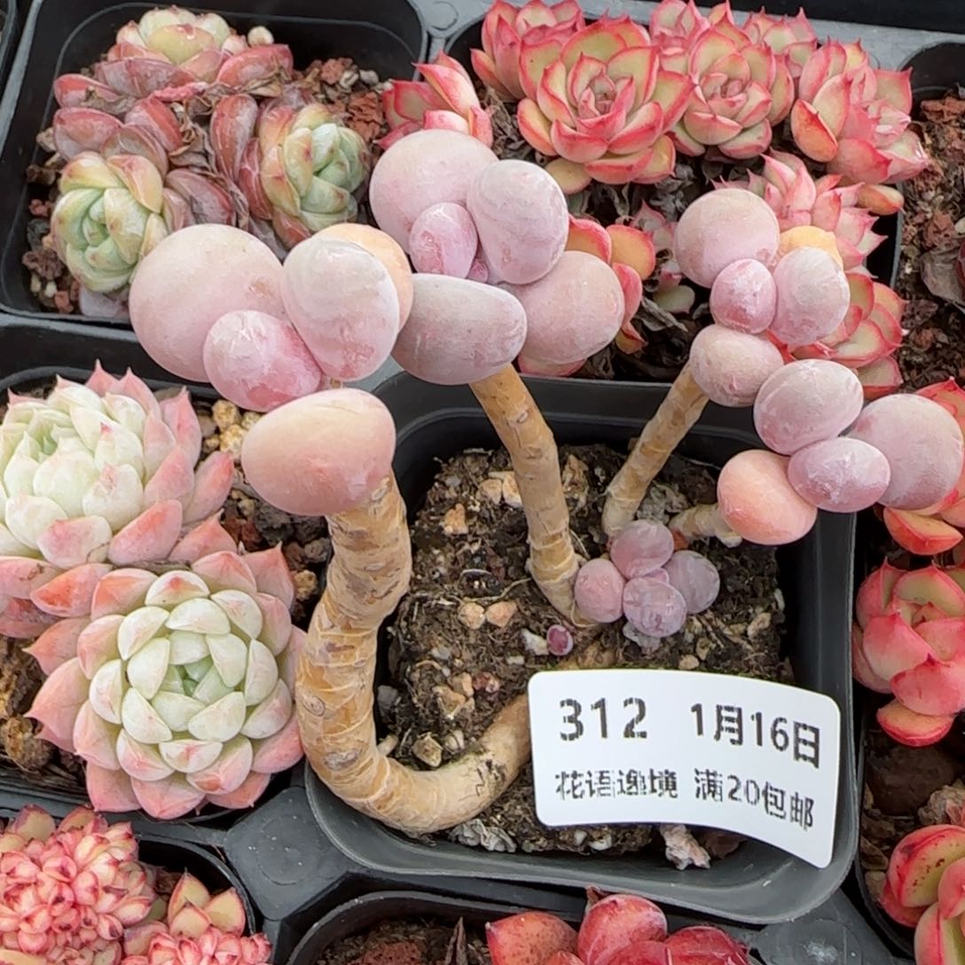 花语逸镜0116-312桃蛋