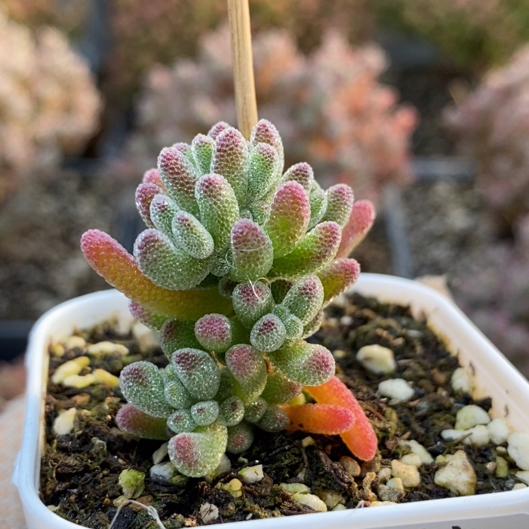 冰红5469枝干番杏