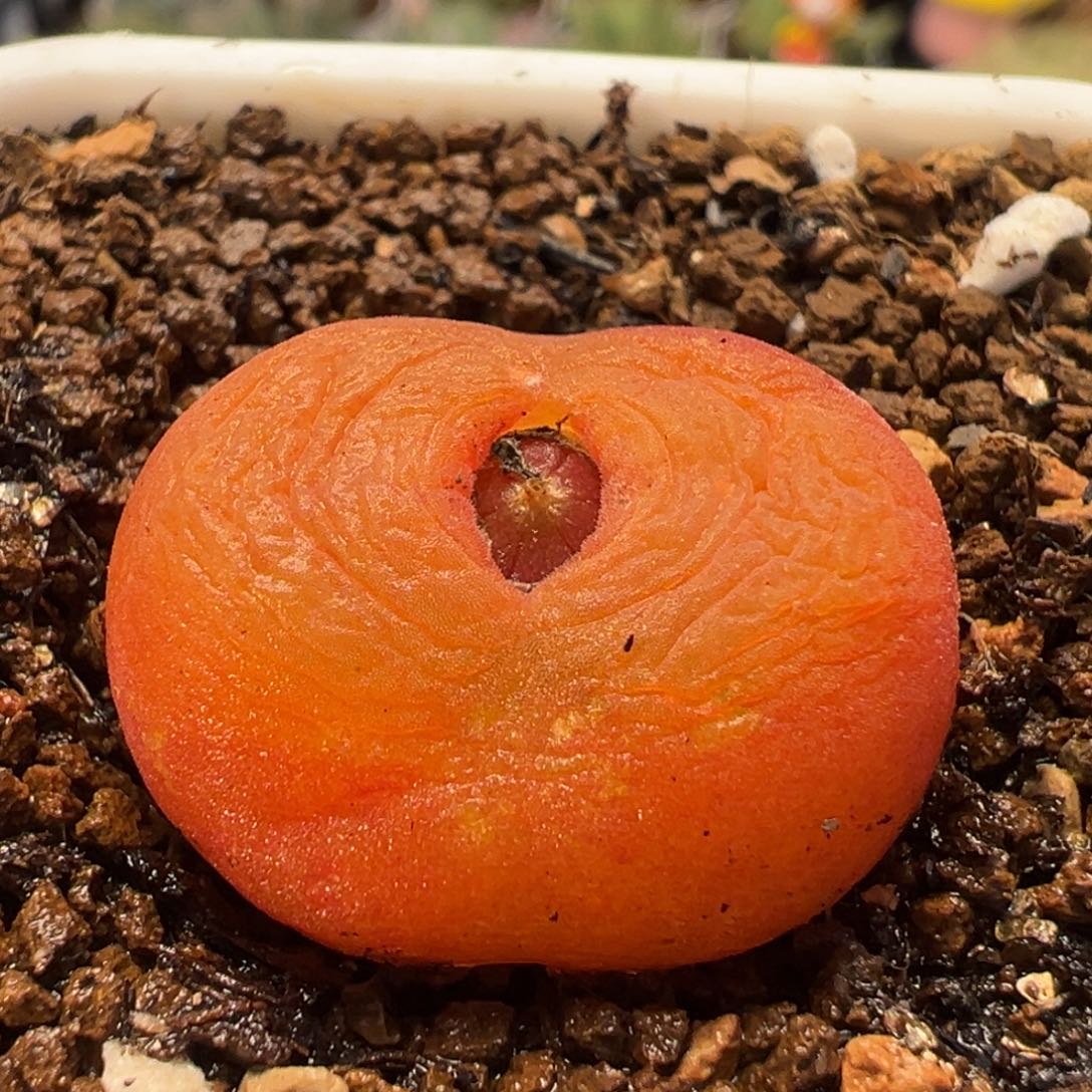 5009多肉植物水蜜桃1430.5