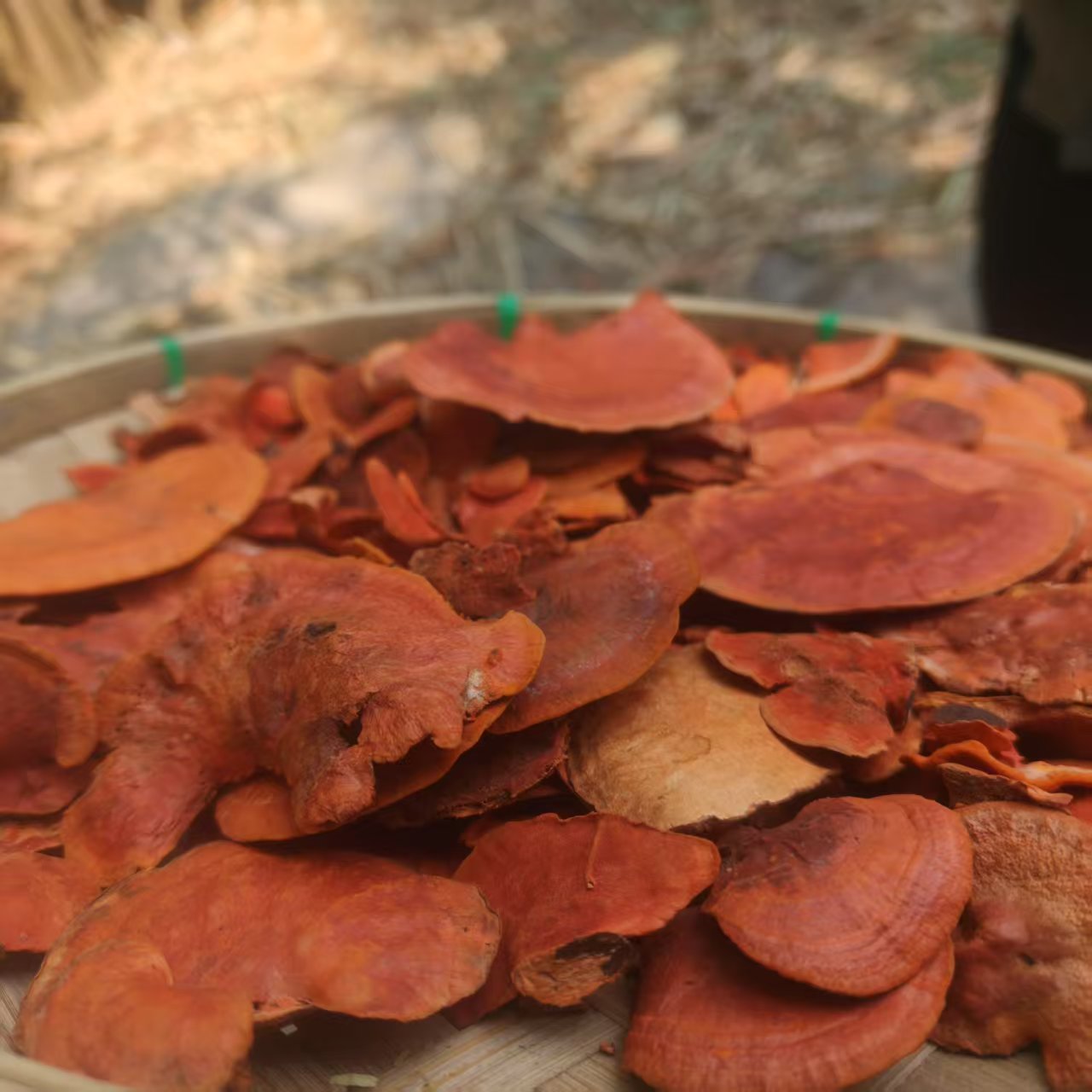 1【牛-樟-芝】净含量：100-500g【小田现收】枸杞