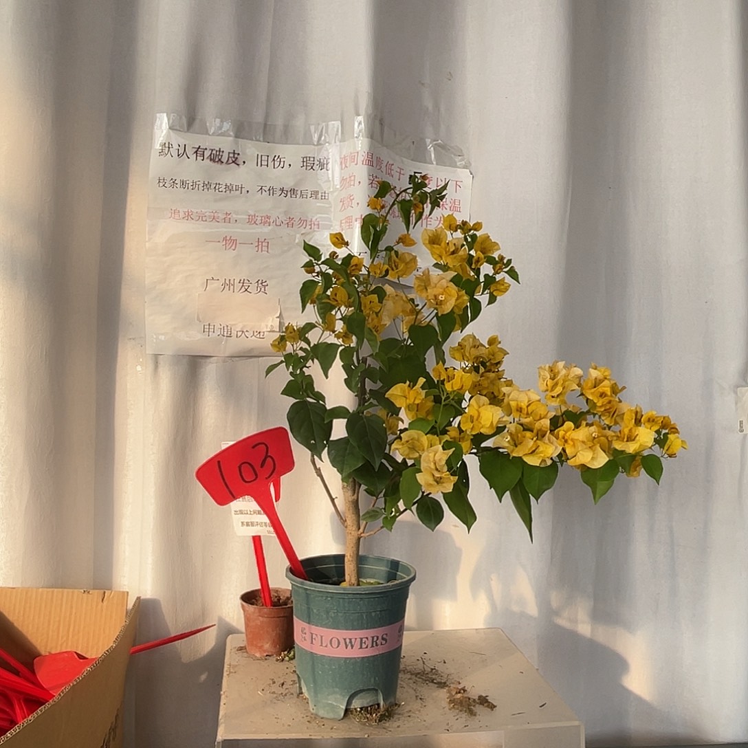 当前无花栽培后可以开花103绿叶浅黄盆苗