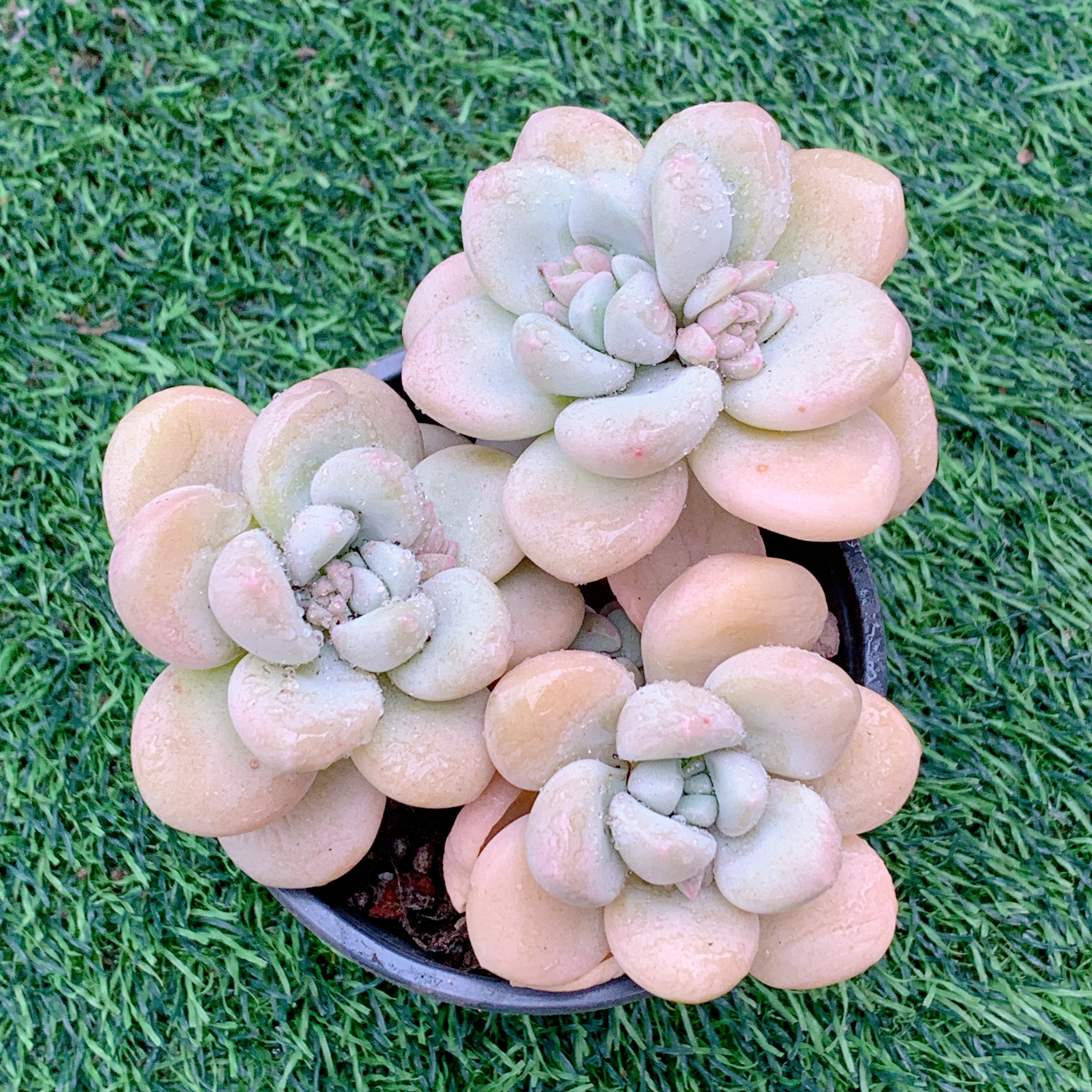 泡泡糖有砍群6-8CM【花界草堂】 精品多肉 阳台盆栽 一单包邮