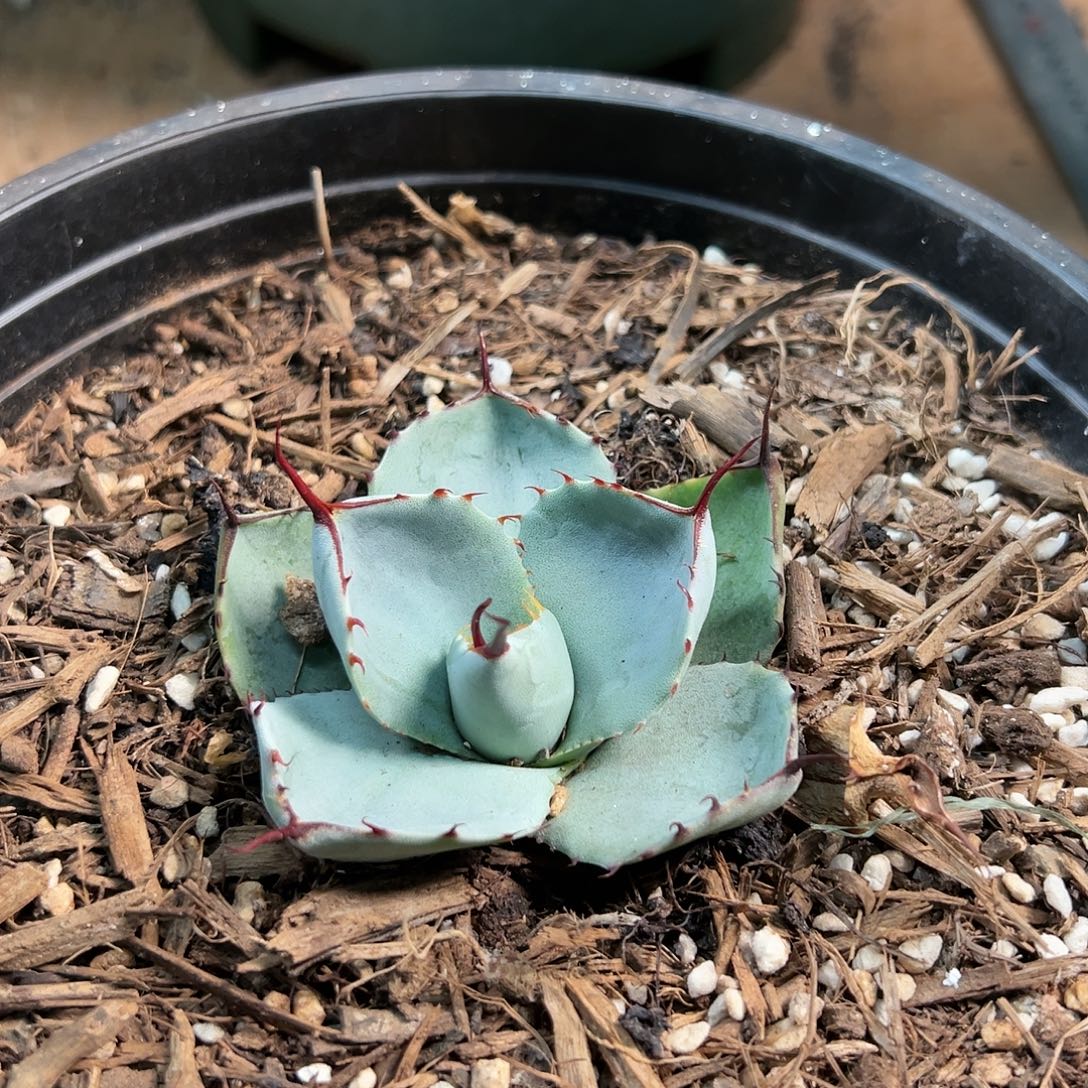 无花朵多肉植物福克斯龙舌兰