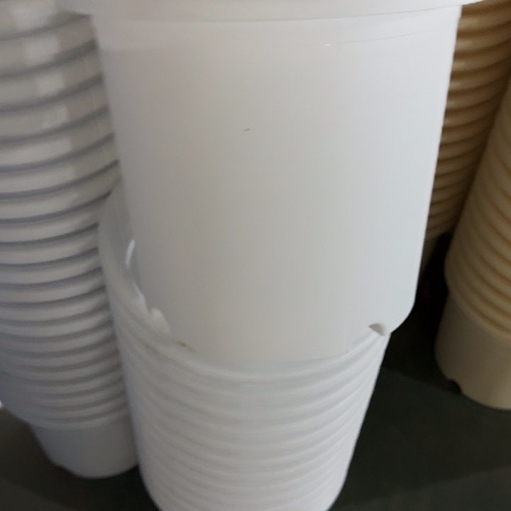 四季6号纯白无托7个特价