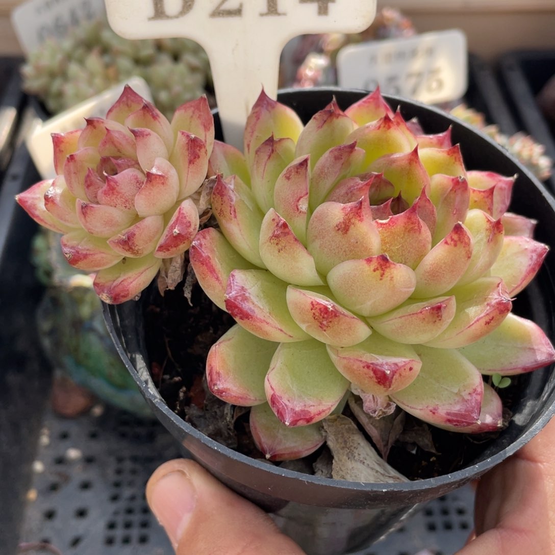 214赤水晶不带盆10厘米