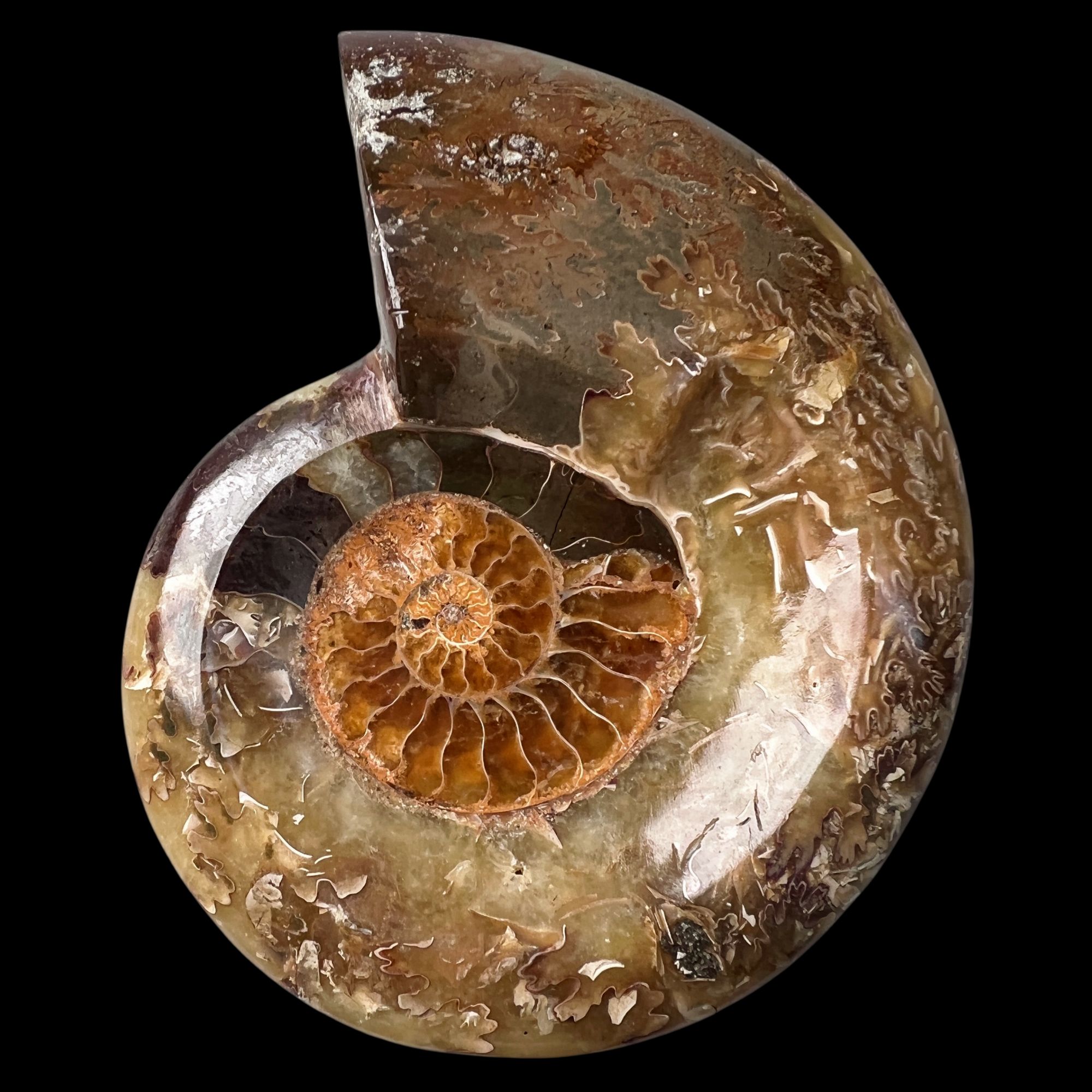 【 叶菊石（ 烟缸 ）】尺寸113mm 玉化 马达加斯加 古贝壳 B4