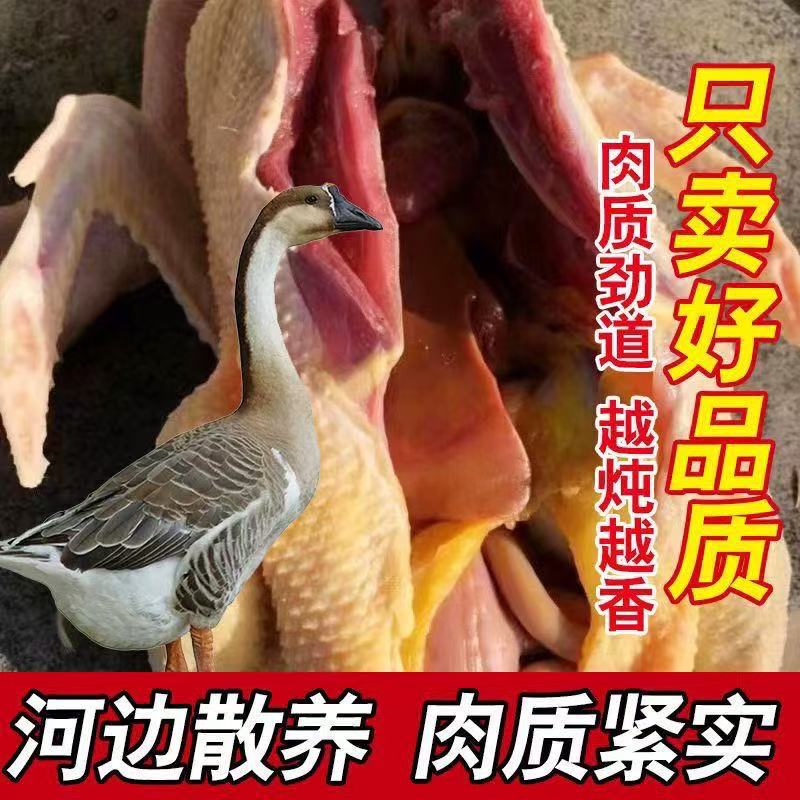 粮仁福甄选【顺丰包邮】散养整只大雁鹅净重4.6-5斤带掌、翅、心肝商品图