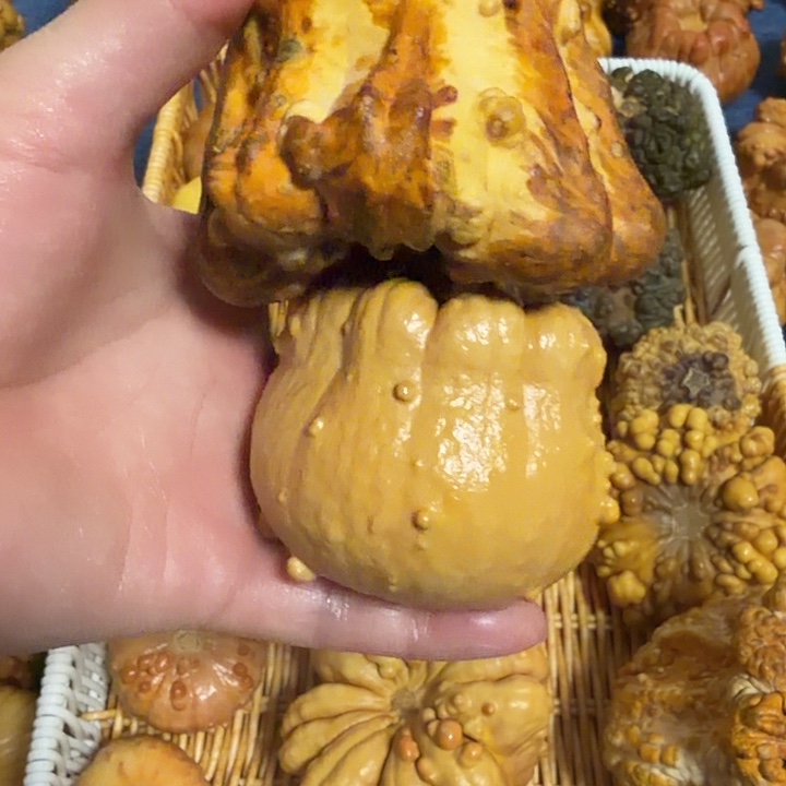 凯***哥墨西哥七彩疙瘩葫芦瑕疵不退货