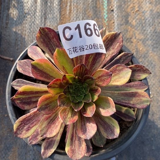 166莫兰迪多肉植物