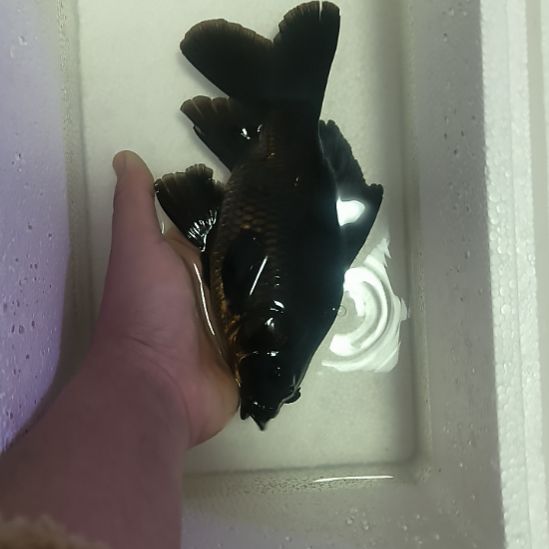 蝴蝶鲤鱼墨蝶大鳍大尾