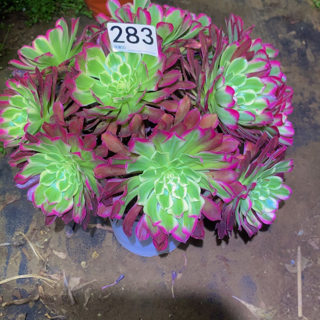 法师多肉植物283