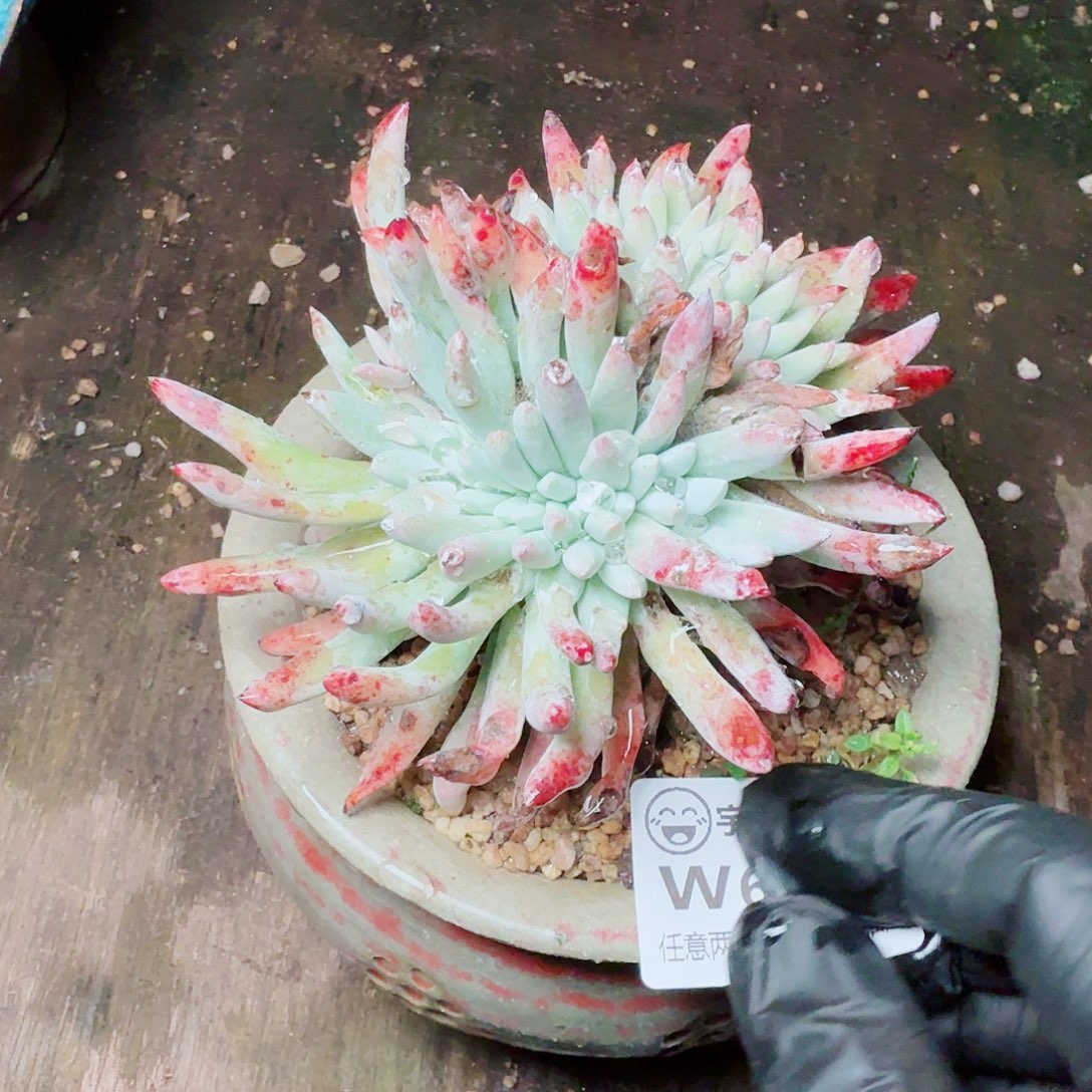 6166瑞吉娜仙女杯多肉