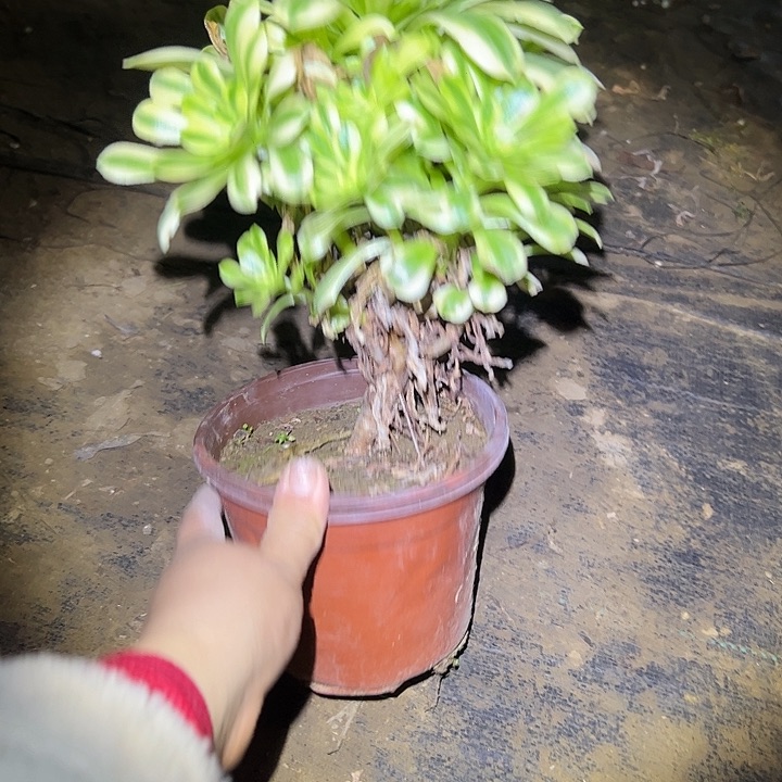 多肉法师植物链接113