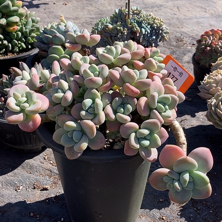 177 一物一拍不退不换