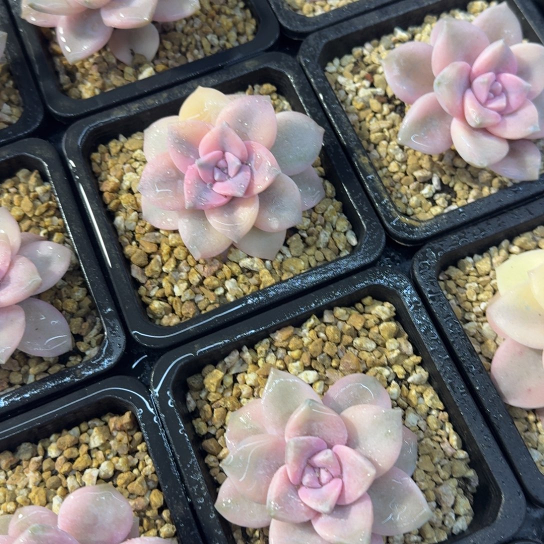 粉紫乐锦，多肉锦多肉