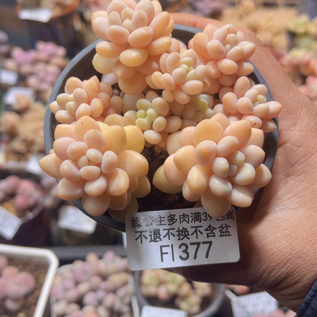 377洛可可8cm多肉