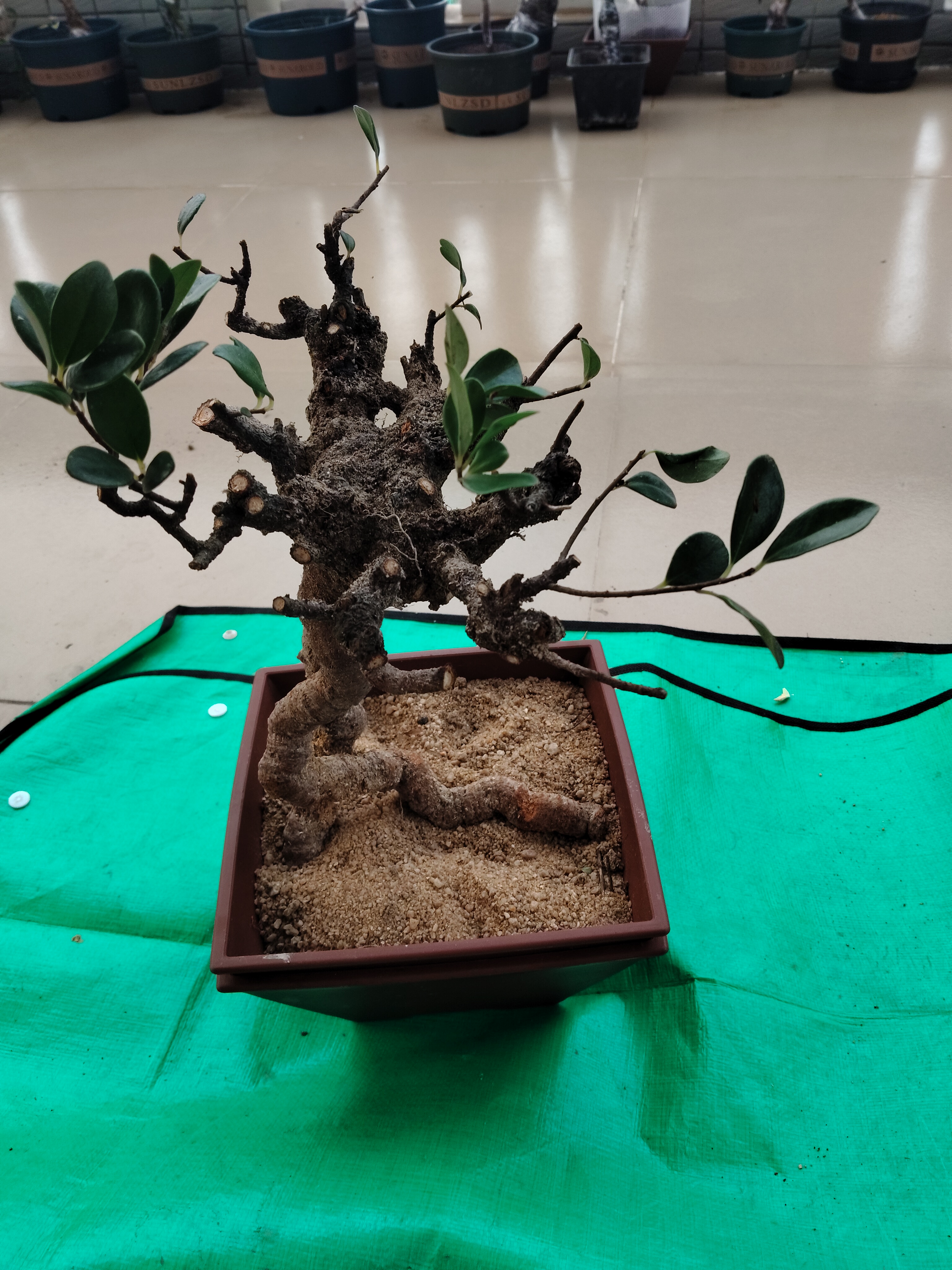 杂木绿植盆栽盆景。