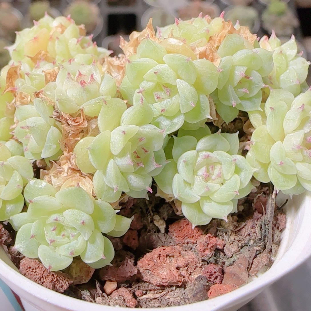 花语逸镜1108-98散