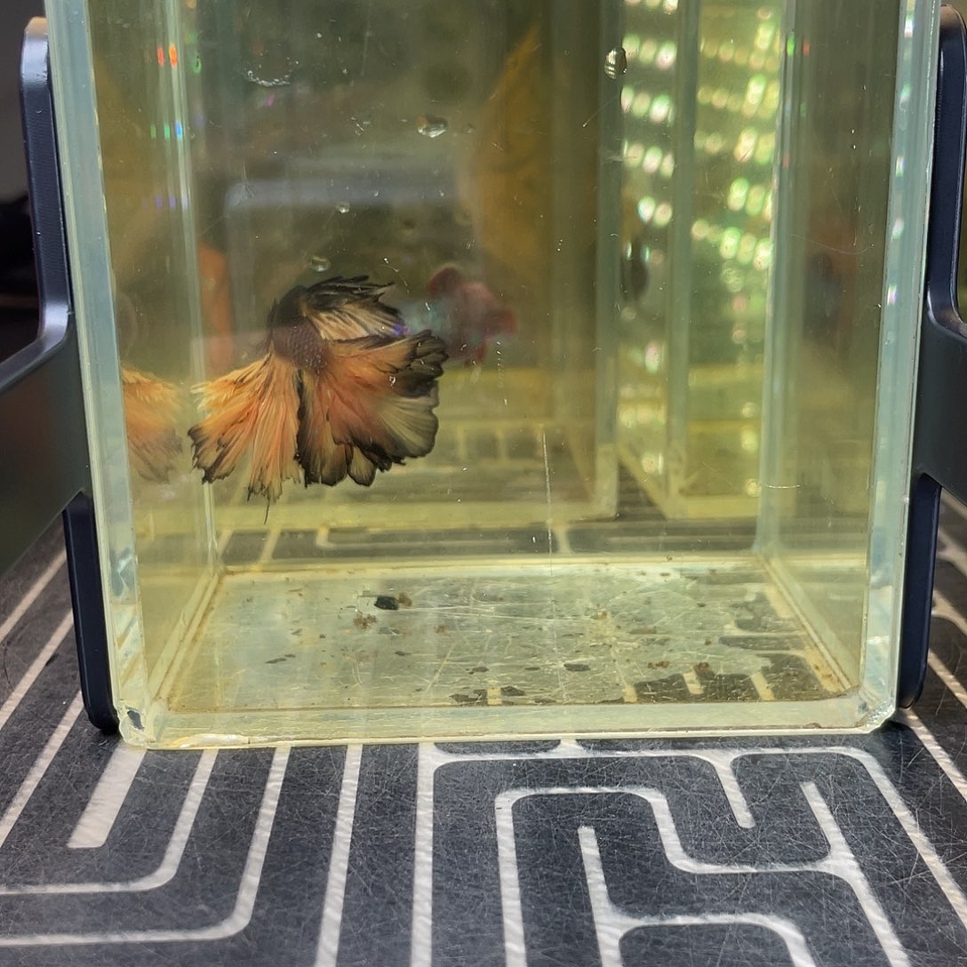 斗鱼7号1211早绣球