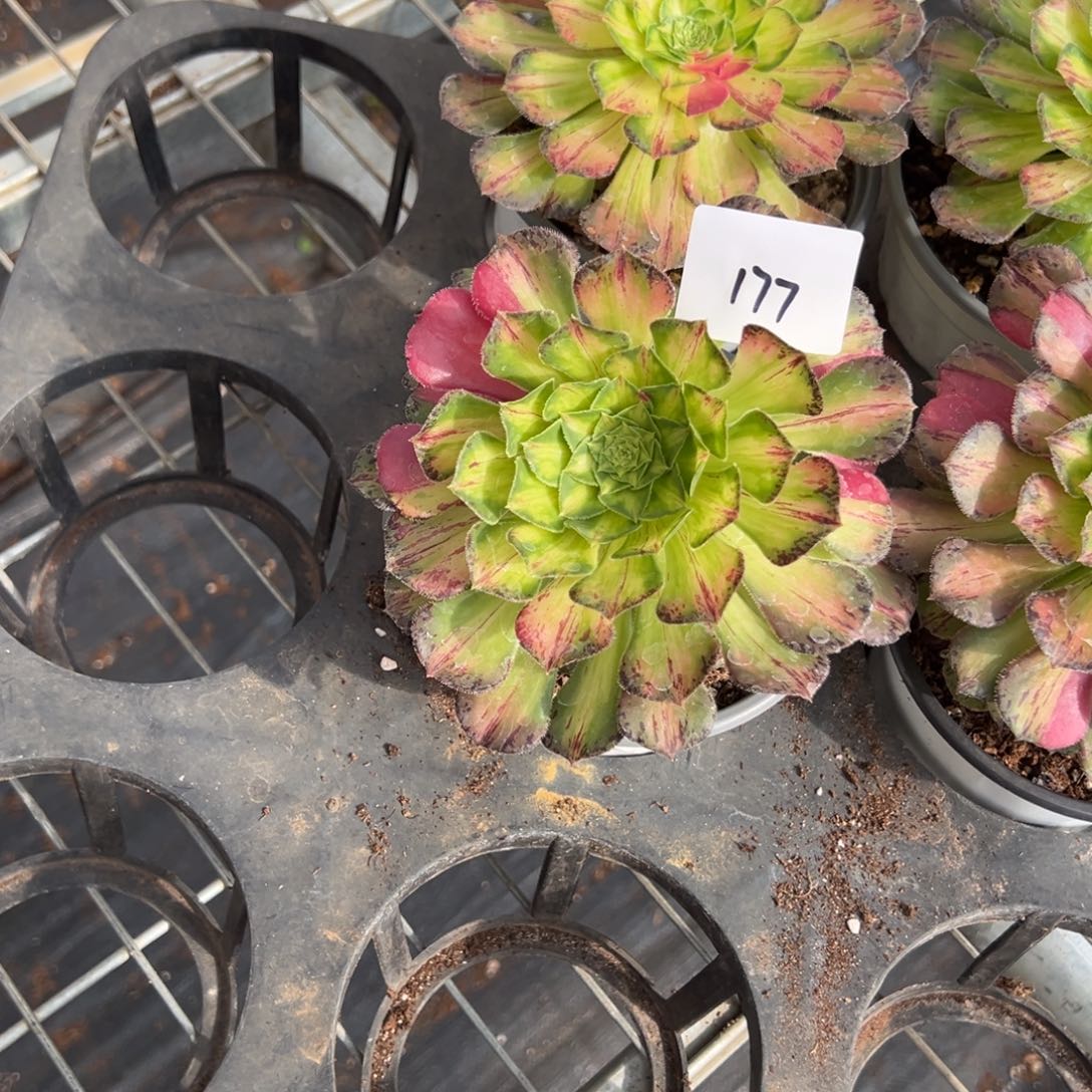 177知否一组4颗多肉多肉