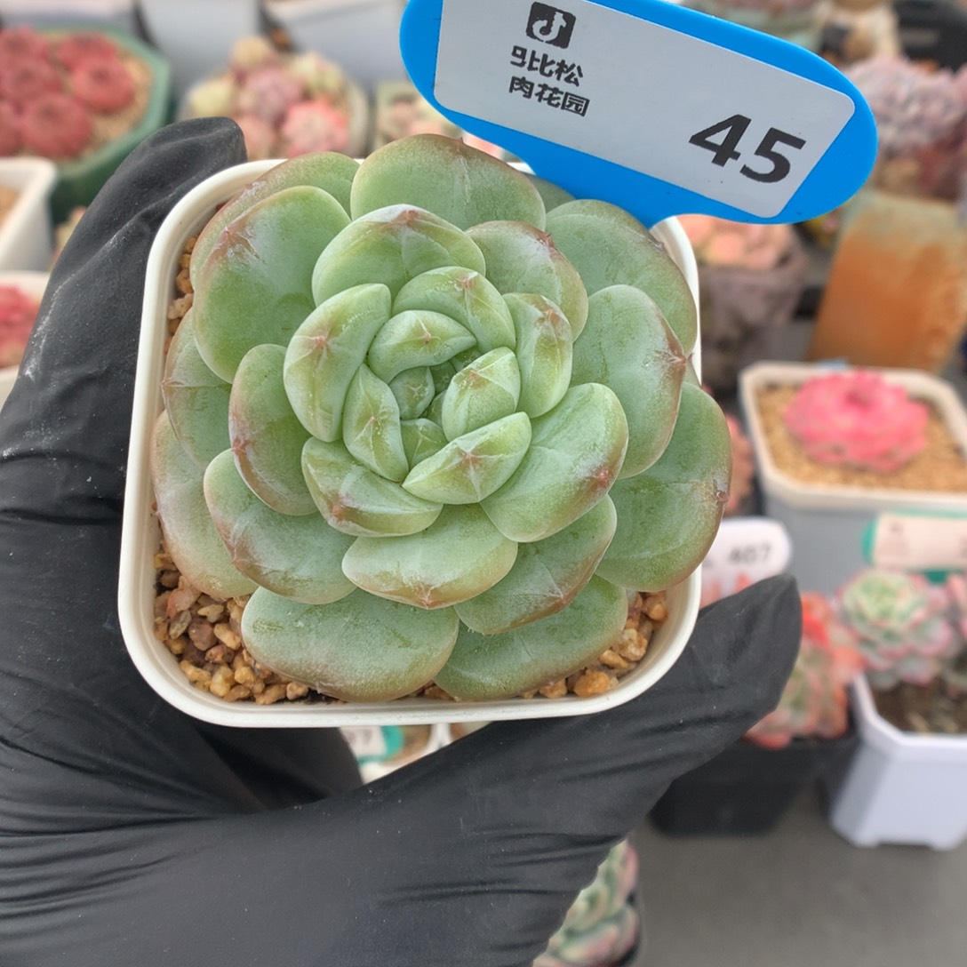 45 绿宝珍妮多肉多肉