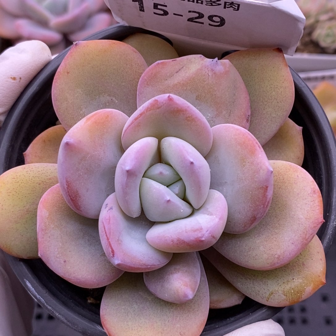 【闪购商品】15-29