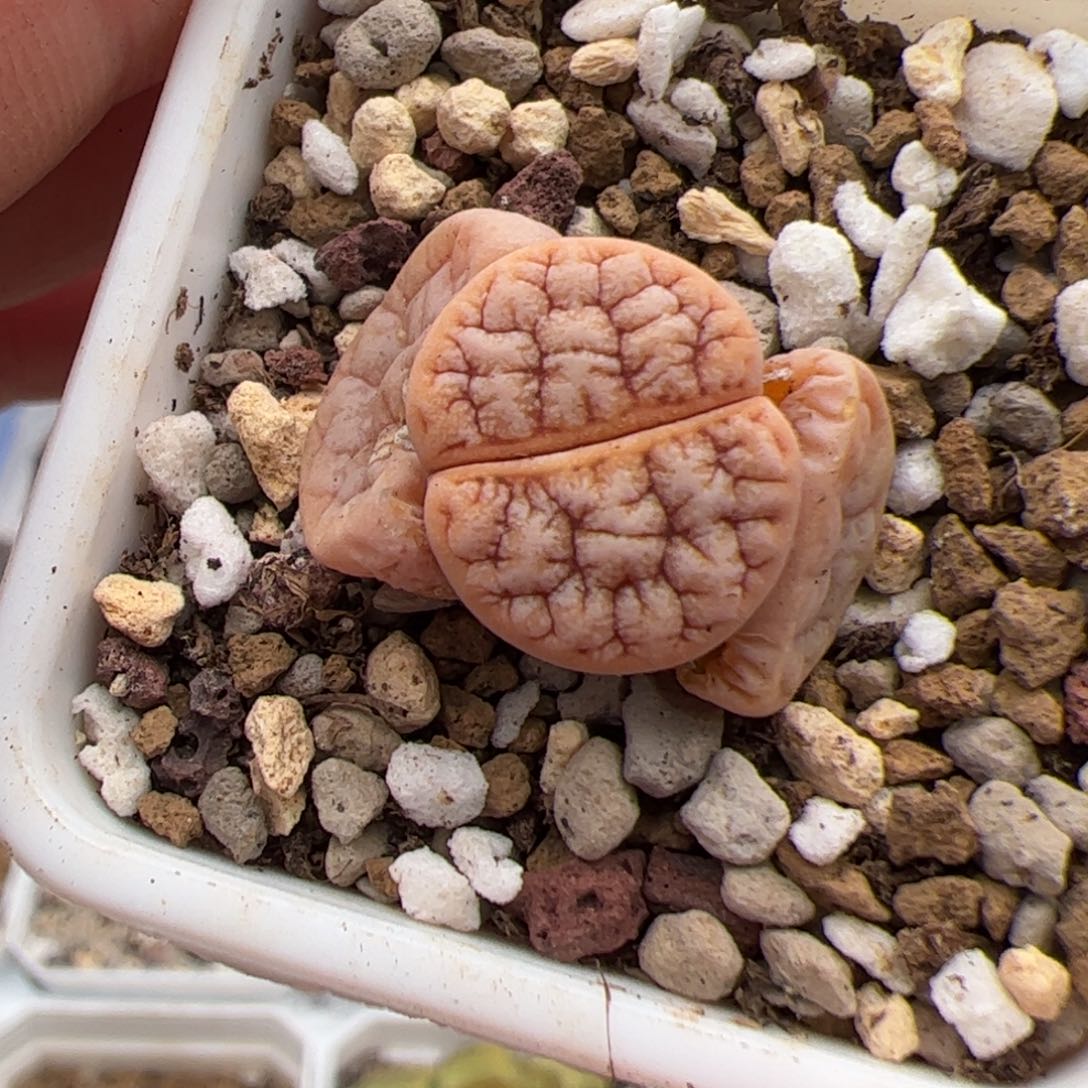 0472号拿铁 多肉植物