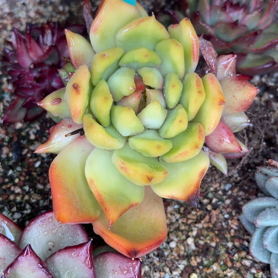 从前慢多肉精选编号0116.152