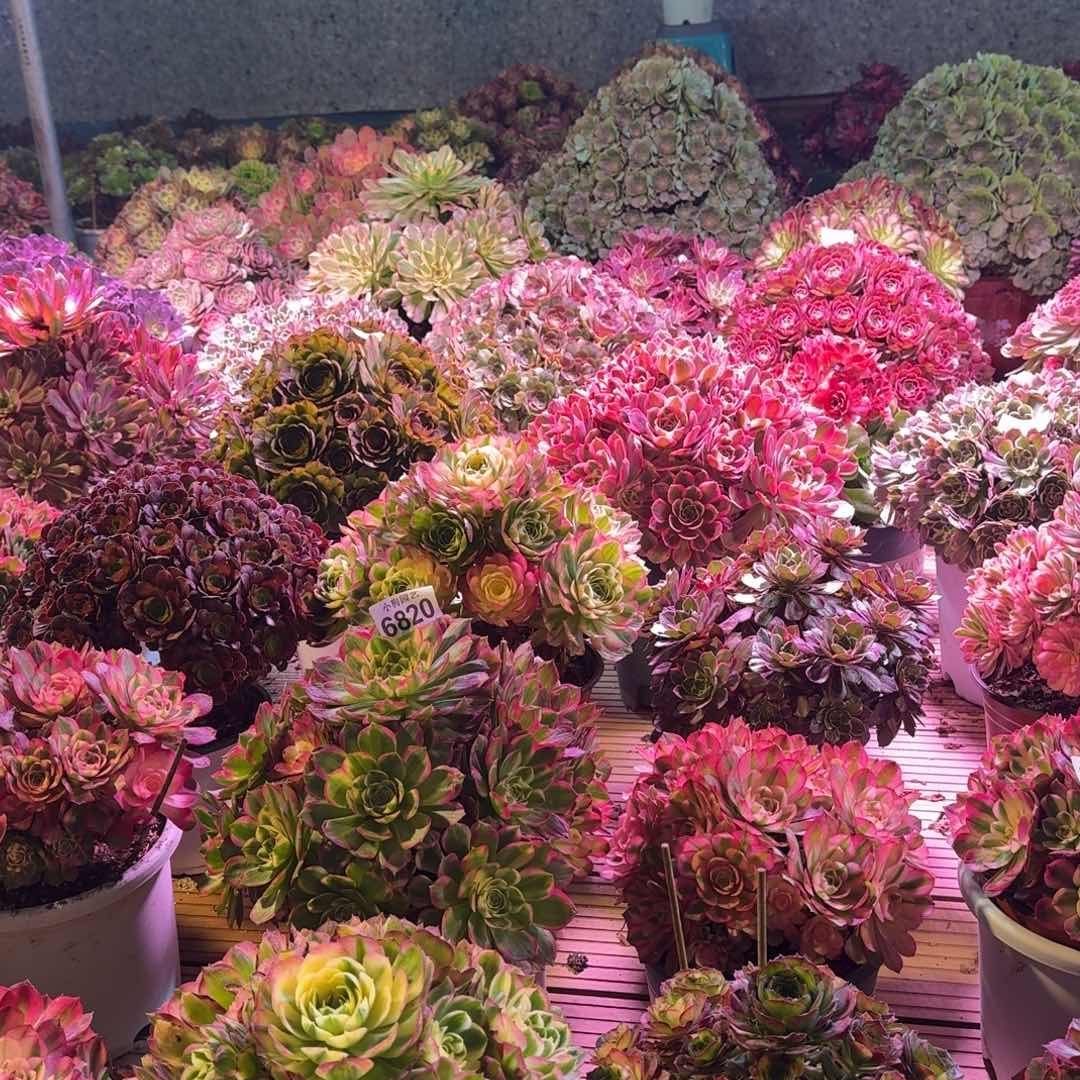 那*年紫霞仙子多肉植物888福利